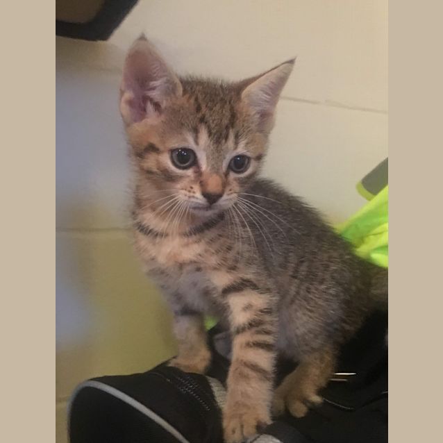 Photo of Simba