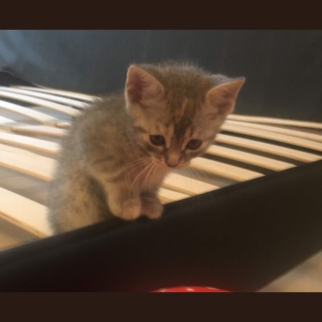 Photo of Diamond