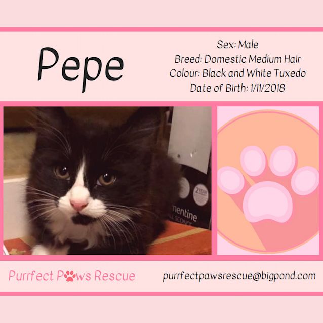 Photo of Pepe