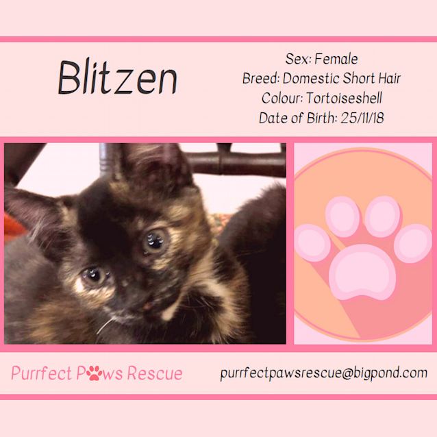 Photo of Blitzen