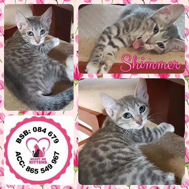 Photo of Shimmer
