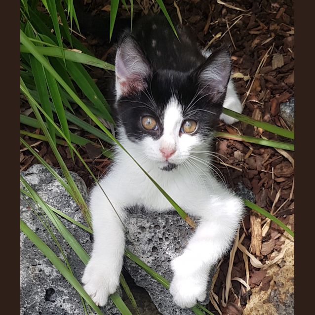 Photo of Haku   Located In Mooroolbark 
