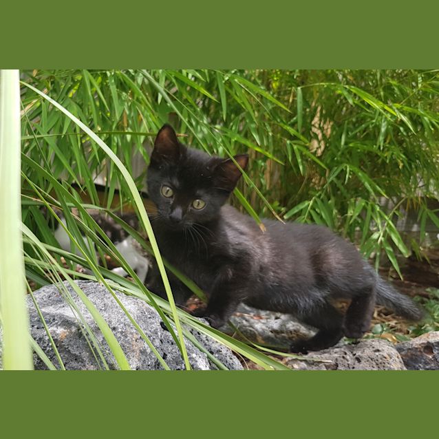 Photo of Sooty   Located In Mooroolbark 