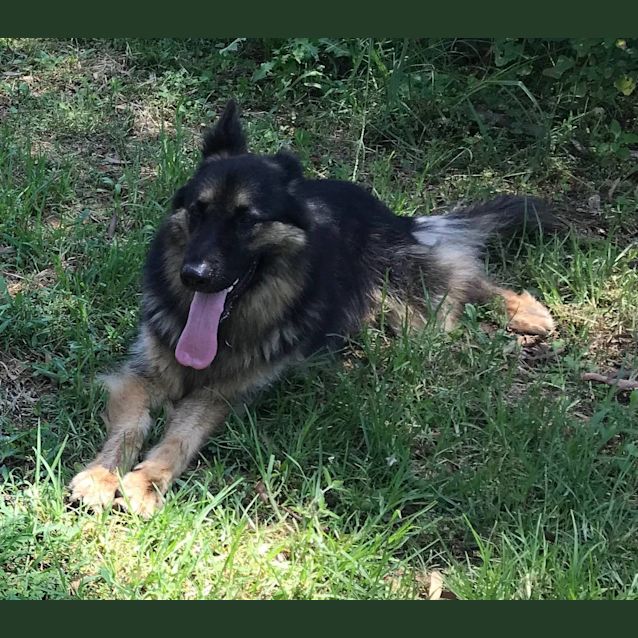 Photo of Loki   Meet And Greet Organised