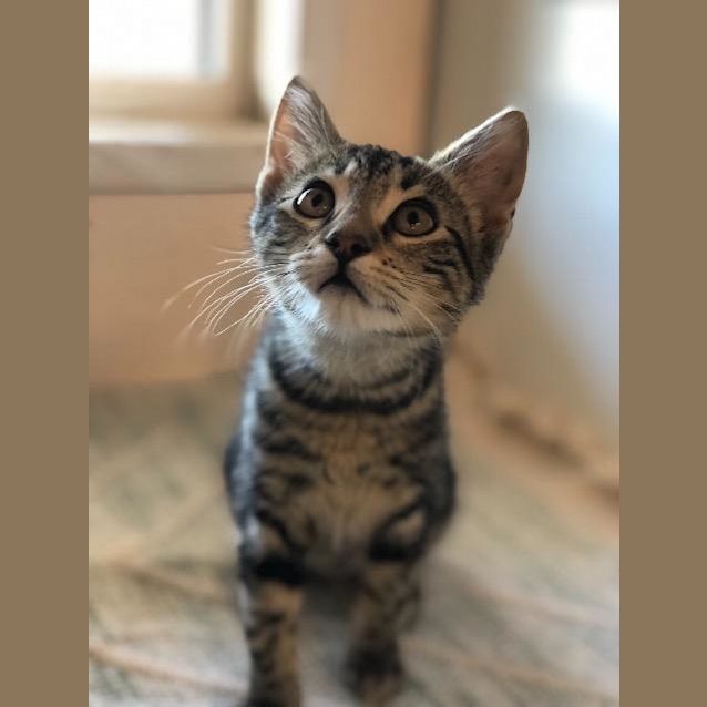 Photo of Gypsy