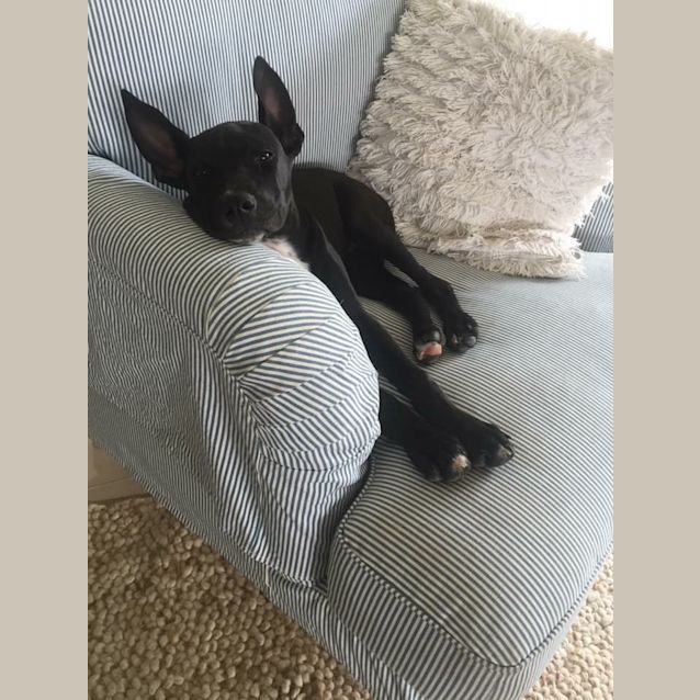 Photo of Rocky 