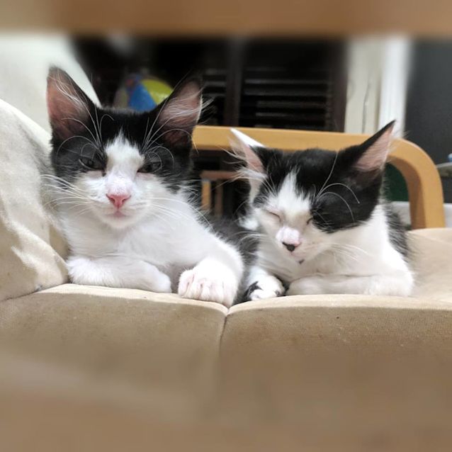 Photo of Duke And Velvet