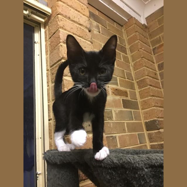 Photo of Oreo