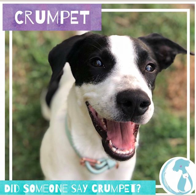 Photo of Crumpet