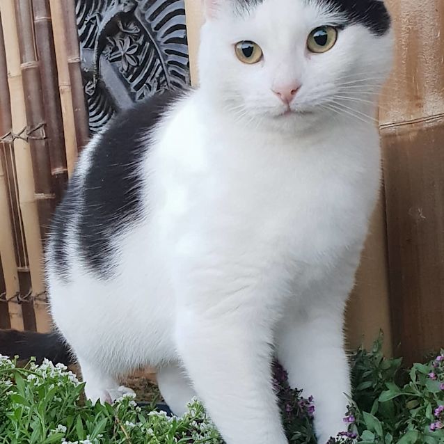 Photo of Miss Mittens