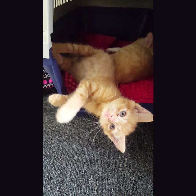 Photo of Kovu