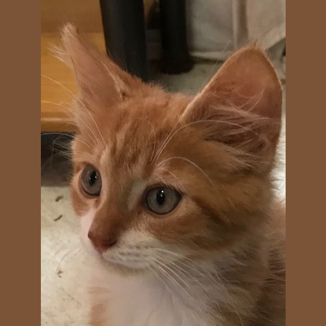 Photo of Carrot
