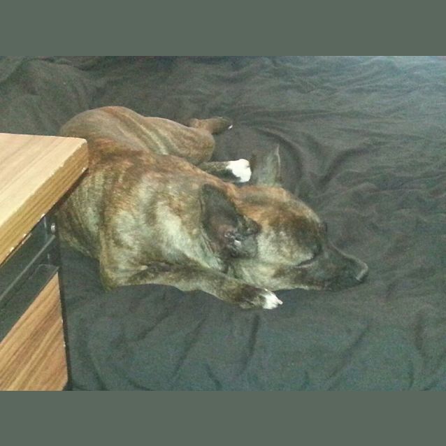 Photo of Roxy  **On Trial**