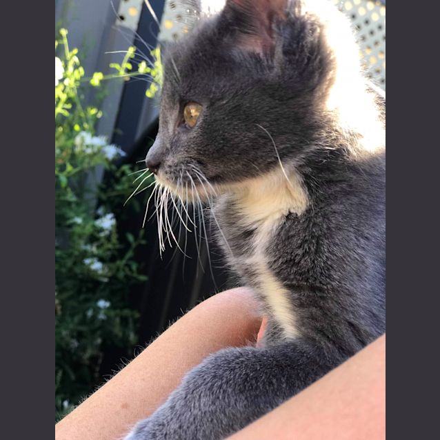Photo of Lulu 