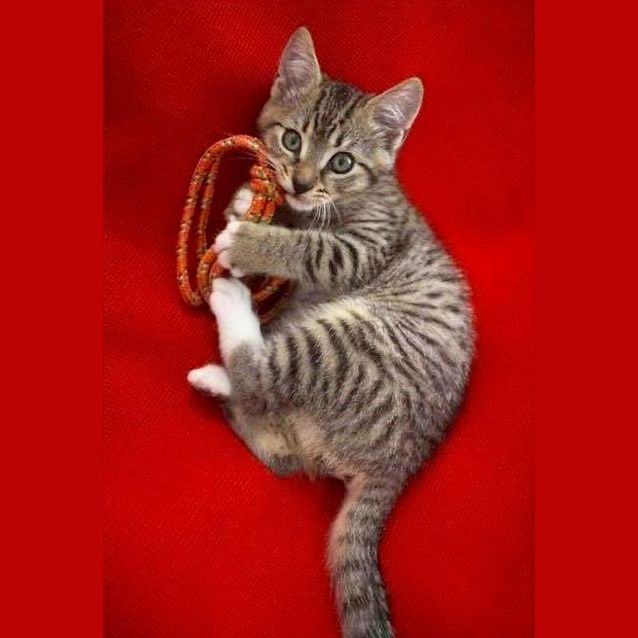 Photo of Bentley💚