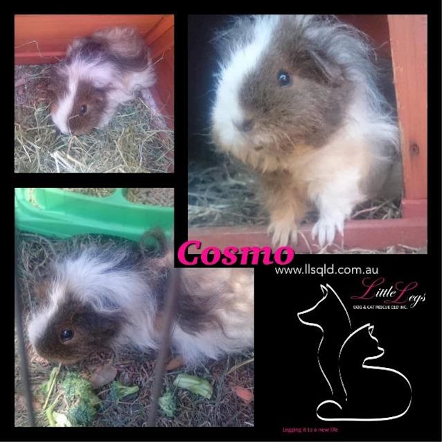 Photo of Cosmo