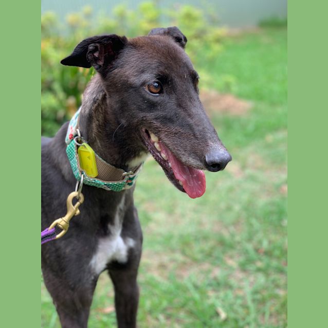 Photo of Ella (On Trial)