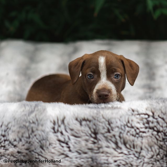 Photo of Hershey ~ Cuddly Terrier X Puppy (On Trial 3/2/19)