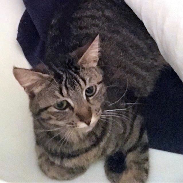 Photo of Willow