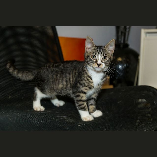 Photo of Chico *On Adoption Trial*