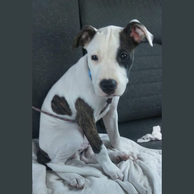 Photo of Patch 