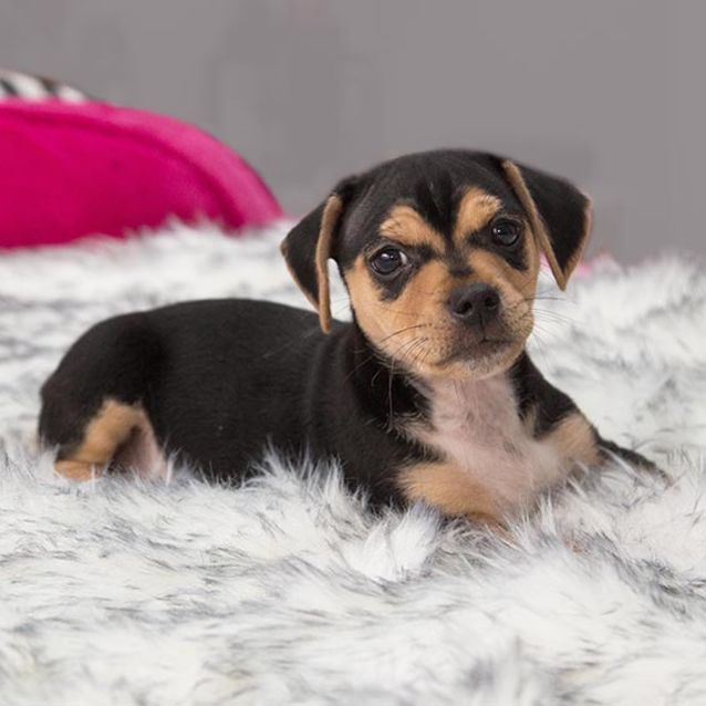 Photo of Popsicle ~ Terrier X Puppy (On Trial 10/2/2019)