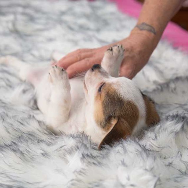 Photo of Teeny ~Terrier X Puppy (On Trial 10/2/19)