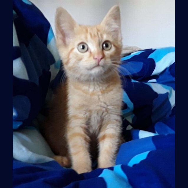 Photo of Kurt To Go With Ronald