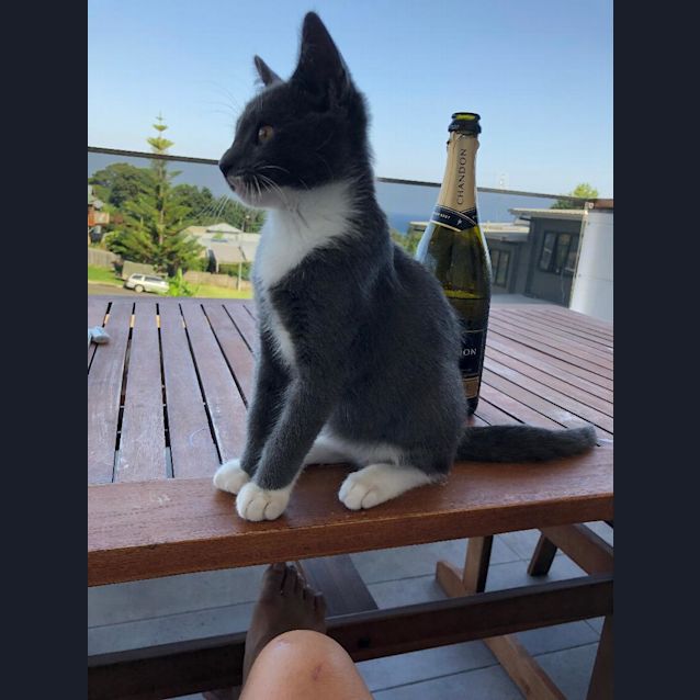 Photo of *** Miles, The Perfect Rescue Kitten ***