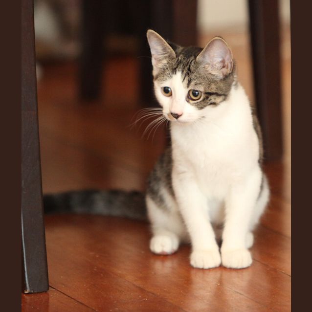Photo of Tabitha @ Petstock Macquarie Centre