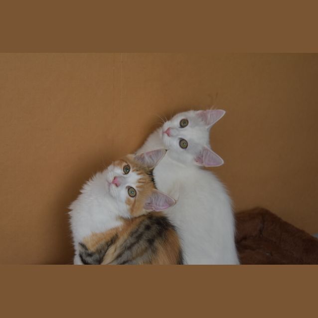 Photo of ❤️6 Mth Sir Jasper   Turkish Angora Cross❤️