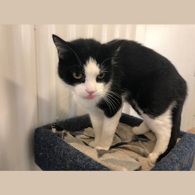 Photo of Theodore   K121356