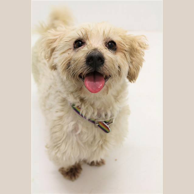 Photo of Bubsy