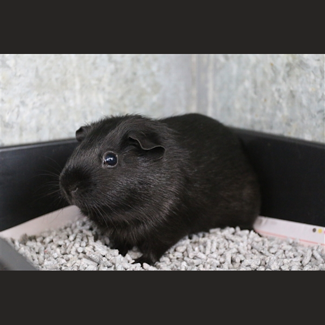 Photo of Raisin