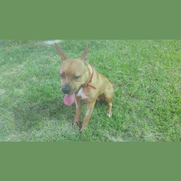 Photo of Tess   K130823