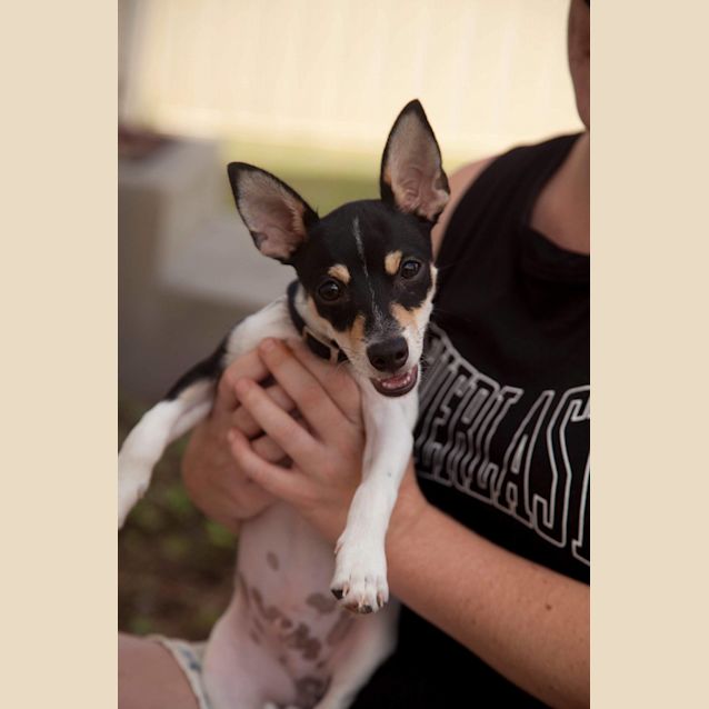 Photo of Prince ~ 4 Month Old Foxie (On Trial 5/2/2019)