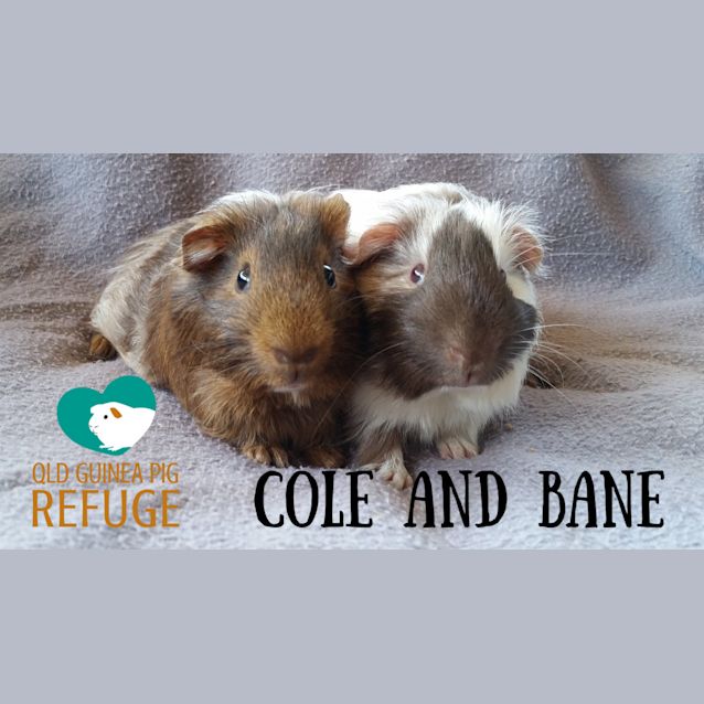 Photo of Cole And Bane (Indoor Home With Older Kids Only)