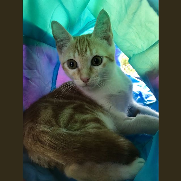 Photo of Kovu