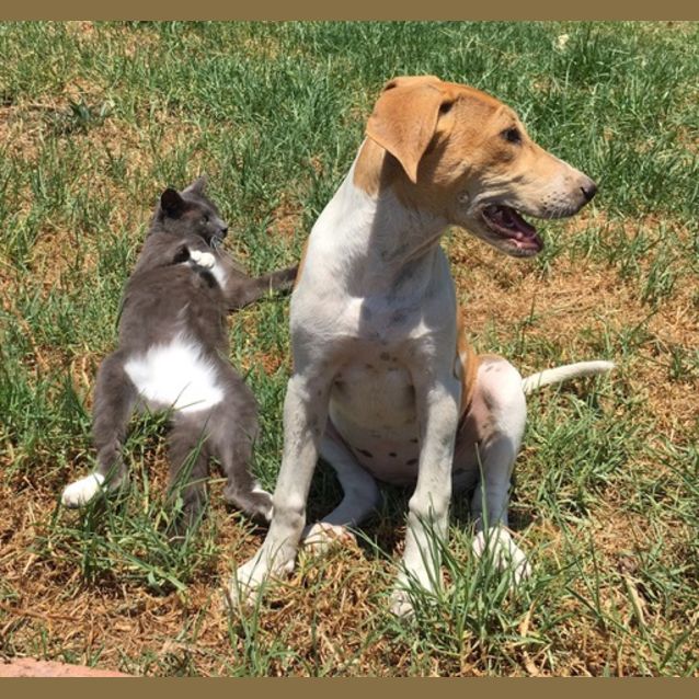 Photo of Noodle ~ Kelpie X Bull Arab X (On Trial 10/2/19)