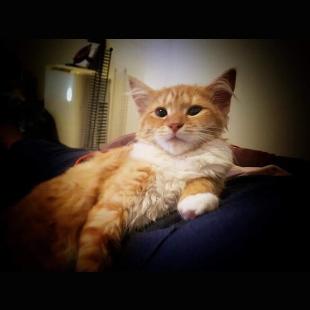 Photo of Aragorn
