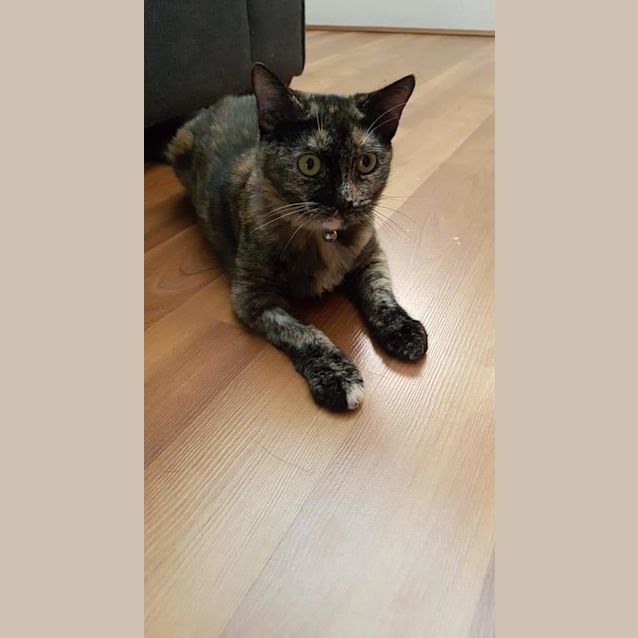 Photo of Smokey
