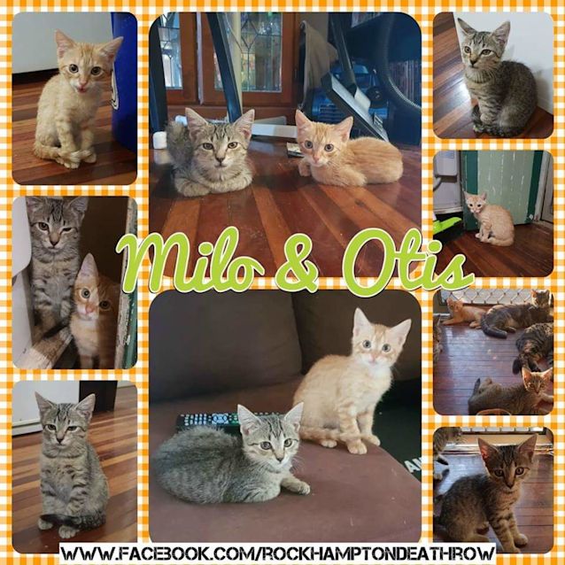 Photo of Milo And Otis 