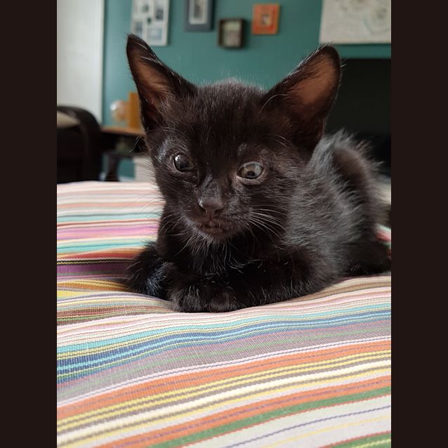 Photo of Glass ~ Kitten (On Trial 16/3/19)