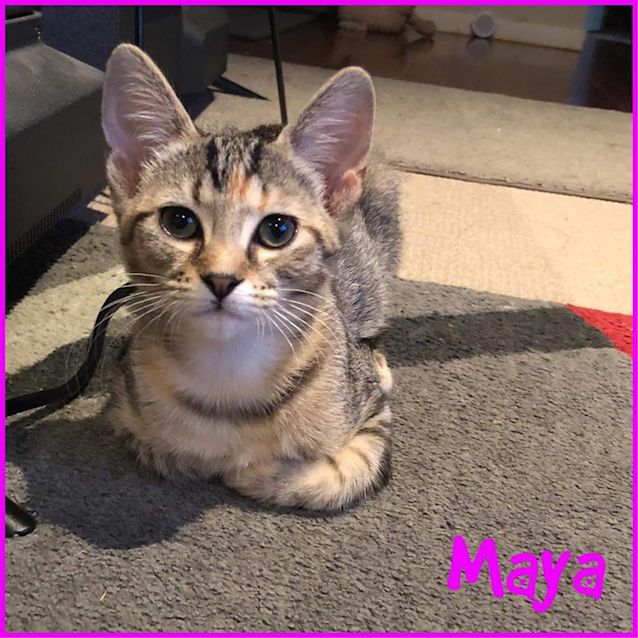 Photo of Maya