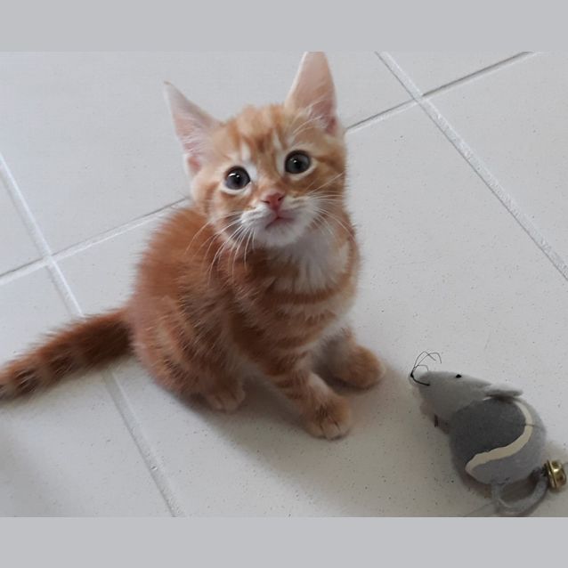 Photo of Cheeto