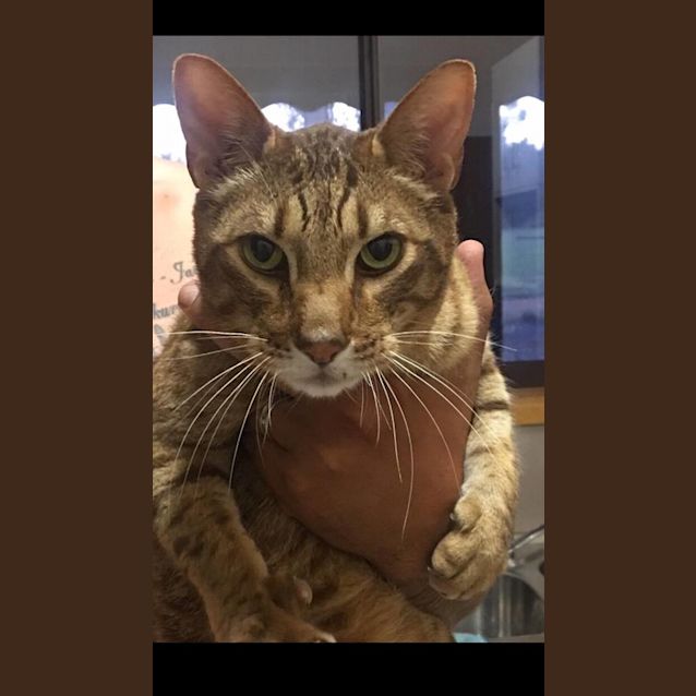Photo of Basil   Located In Langwarrin South