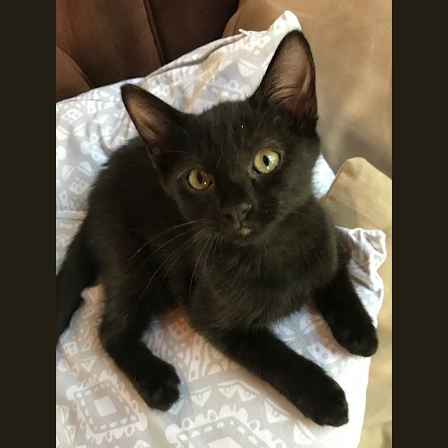 Photo of Luna💕