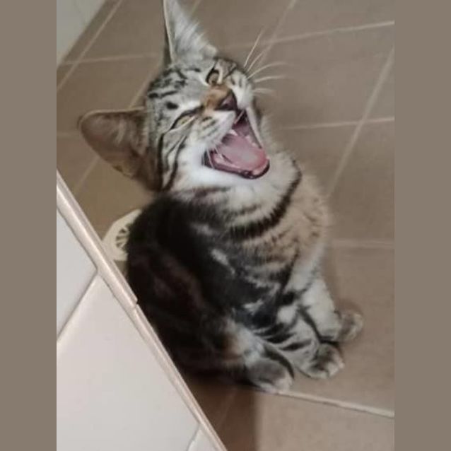 Photo of Caesar