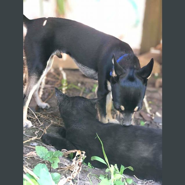 Photo of Dog, Cat, Chook And People Friendly Kitty