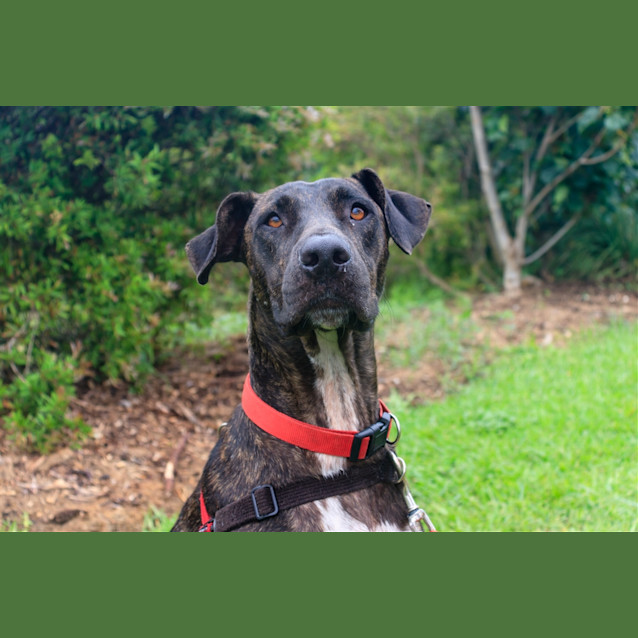 Photo of Pepper